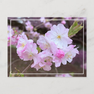 Vackert vykort för Chic av Blommarna Cherry Vår Ro