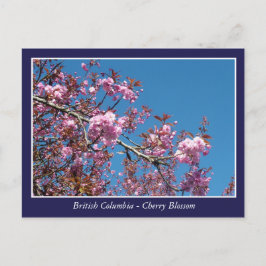 vackert vykort för körsbärs-blommar