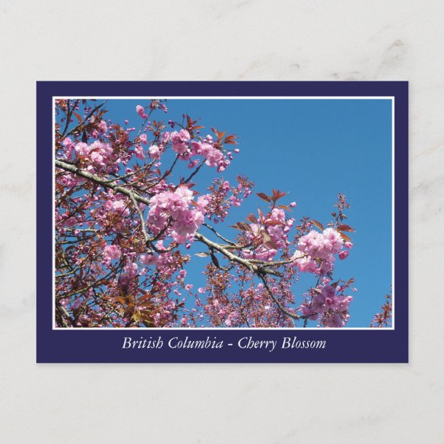 vackert vykort för körsbärs-blommar (Framsida)