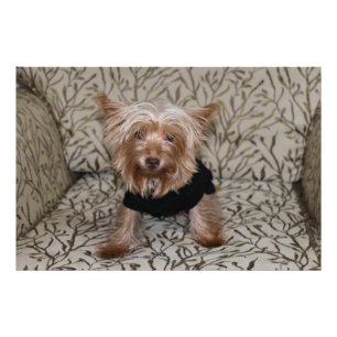 Vackert Yorkshire Terrier Fototryck