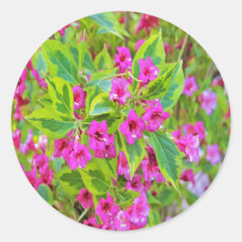 Vackig Grönt Weigela med Crimson Flowers Runt Klistermärke