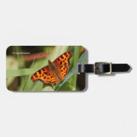 Vackig Orange Satyr Comma Butterfly