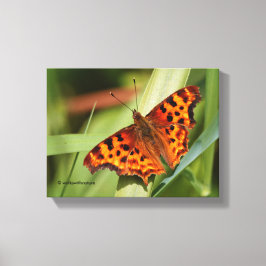 Vackig Orange Satyr Comma Butterfly Canvastryck