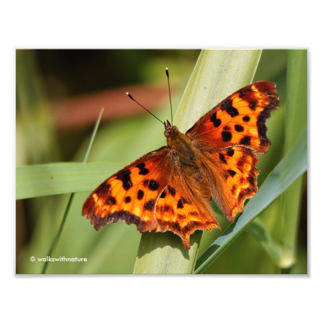 Vackig Orange Satyr Comma Butterfly Fototryck (Framsidan)