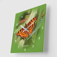 Vackig Orange Satyr Comma Butterfly
