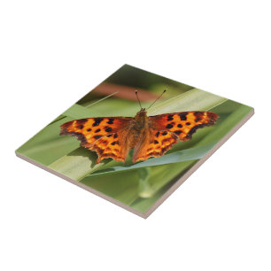 Vackig Orange Satyr Comma Butterfly Kakelplatta