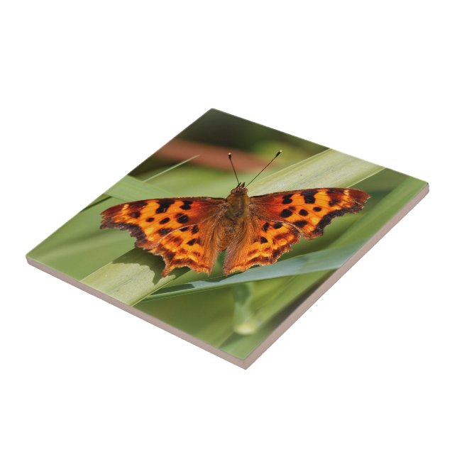 Vackig Orange Satyr Comma Butterfly Kakelplatta (Sidan)