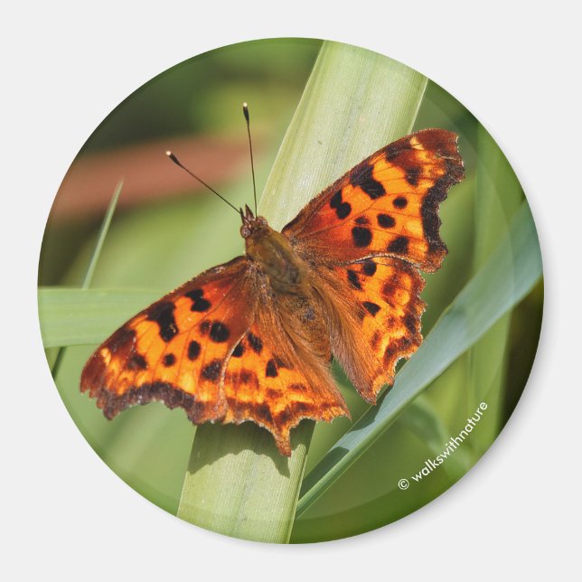 Vackig Orange Satyr Comma Butterfly Magnet (Framsidan)