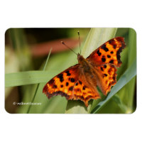 Vackig Orange Satyr Comma Butterfly