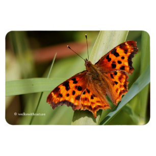 Vackig Orange Satyr Comma Butterfly Magnet