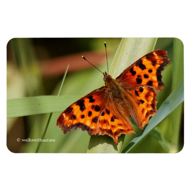 Vackig Orange Satyr Comma Butterfly Magnet (Horisontell)