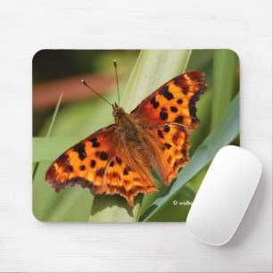 Vackig Orange Satyr Comma Butterfly Musmatta