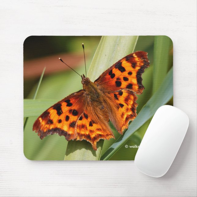 Vackig Orange Satyr Comma Butterfly Musmatta (Med mus)