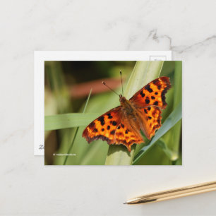 Vackig Orange Satyr Comma Butterfly Vykort