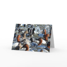 Vackig Vild Ankor - CanvasBackups och Scaup