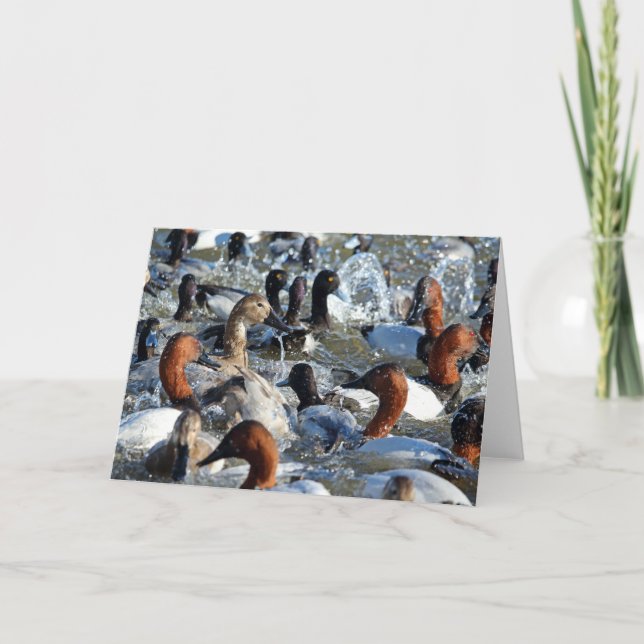 Vackig Vild Ankor - CanvasBackups och Scaup Kort (Framsida)