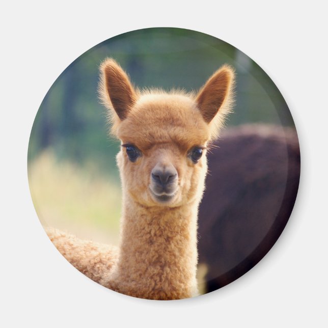 Vackra Alaca Magnets Magnet (Framsidan)