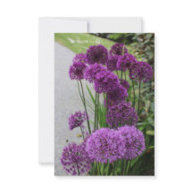 Vackra alliums
