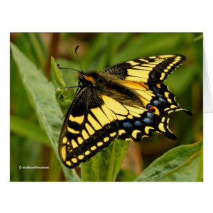 Vackra Anise Swallowtail Butterfly i Grass