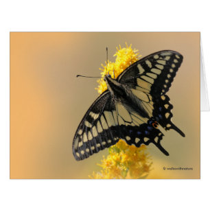 Vackra Anise Swallowtail Butterfly i Sol