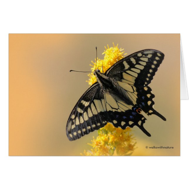 Vackra Anise Swallowtail Butterfly i Sol (Framsidan Horizontal)