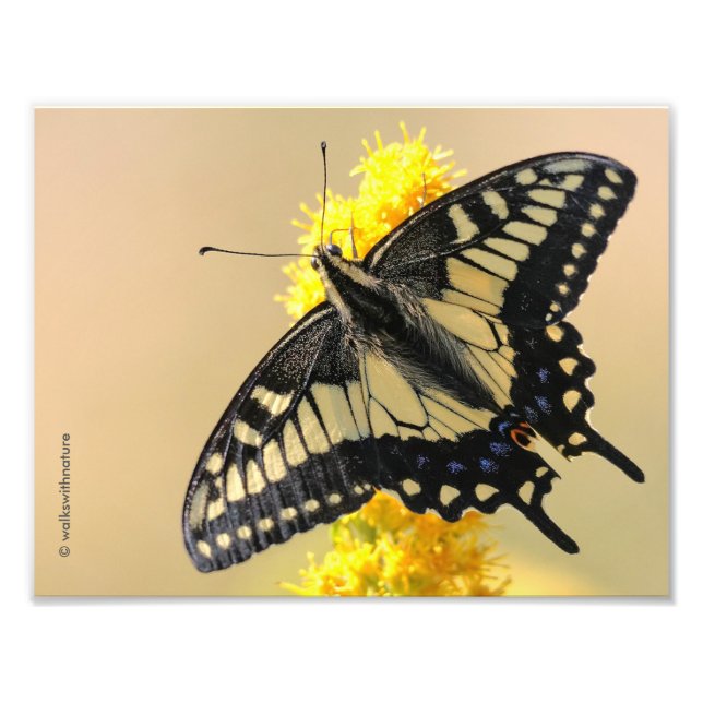 Vackra Anise Swallowtail Butterfly i Sol Fototryck (Framsidan)