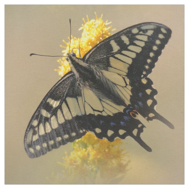 Vackra Anise Swallowtail Butterfly i Sol Tyg (Provkarta)