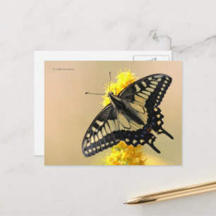 Vackra Anise Swallowtail Butterfly i Sol Vykort