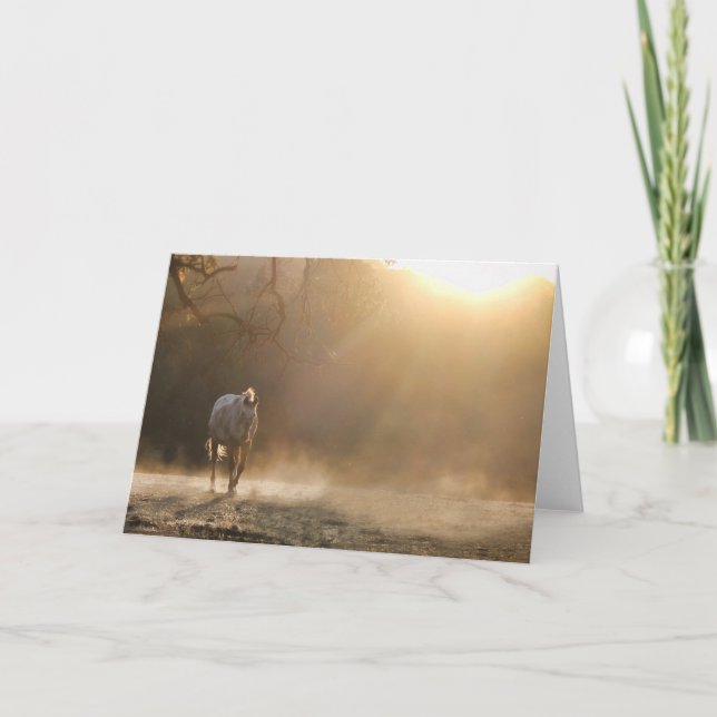 Vackra Appaloosa Horse in Sunlight Note Card Kort (Framsida)