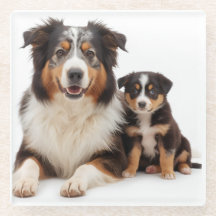 Vackra Australian shepherd Mor och dotter