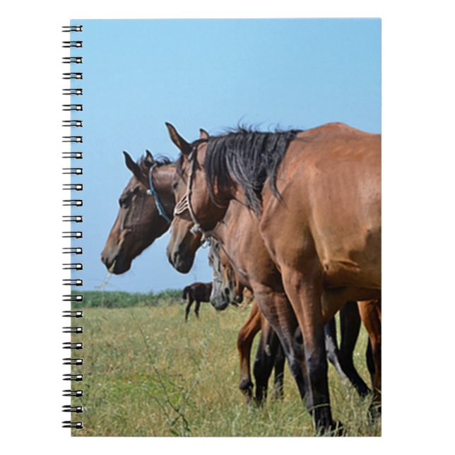 Vackra Bay Horses Anteckningsbok (Framsidan)