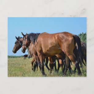 Vackra Bay Horses Vykort