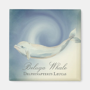 Vackra Beluga Whale, Delphinapterus Leucas Magnet
