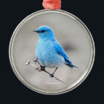 Vackra berget Bluebird Songbird vid Beach Julgransprydnad Metall<br><div class="desc">Mitt andra möte med en manlig Mountain Bluebird. Vi är begåvade, om än mycket kortfattat, med dessa vackra sångfåglar i början av vår-säsongen innan de kommer till högre mark för att föda upp. De där bedövande kerulska färg står ut på ett drömmande landskap, till och med från en avstånd. När...</div>