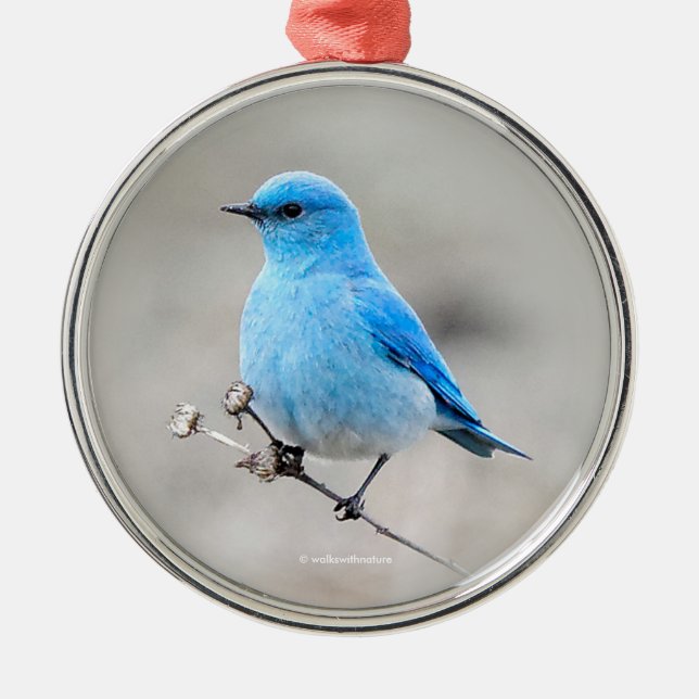 Vackra berget Bluebird Songbird vid Beach Julgransprydnad Metall (Framsidan)