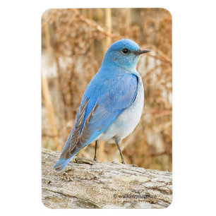 Vackra bergsblåfågel magnet
