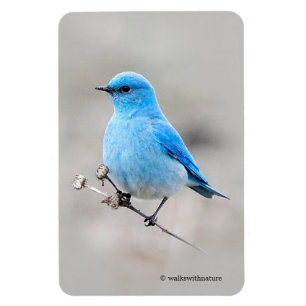 Vackra bergsblåfågel magnet