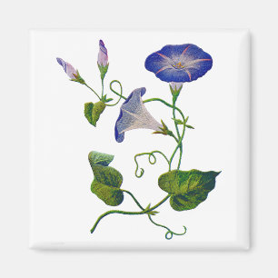 Vackra blå broderade morgonglasögon magnet