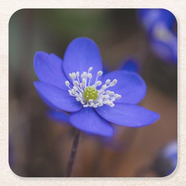 Vackra Blå Levermossor Blomma Underlägg Papper Kvadrat (Framsidan)