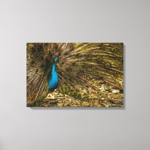 Vackra blå peacock med öppna Svan-fjädrar Canvastryck