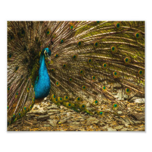 Vackra blå peacock med öppna Svan-fjädrar Fototryck