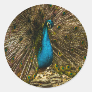 Vackra blå peacock med öppna Svan-fjädrar Runt Klistermärke