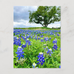 Vackra blåbonor Texas Fotografi Vykort
