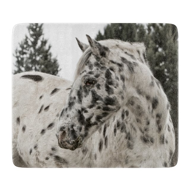 Vackra Black and White Appaloosa Horse (Framsidan)