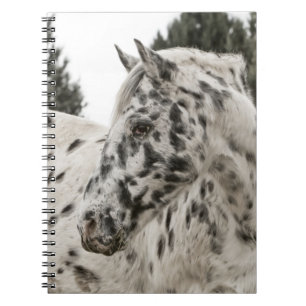 Vackra Black and White Appaloosa Horse Anteckningsbok Med Spiral