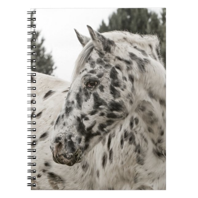 Vackra Black and White Appaloosa Horse Anteckningsbok Med Spiral (Framsidan)