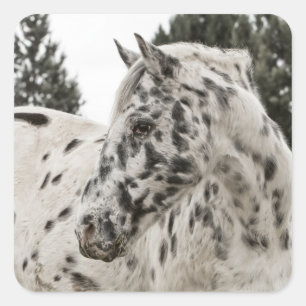 Vackra Black and White Appaloosa Horse Fyrkantigt Klistermärke