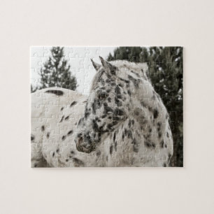 Vackra Black and White Appaloosa Horse Pussel