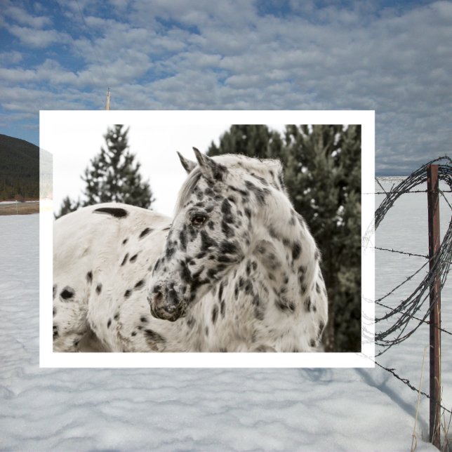 Vackra Black and White Appaloosa Horse Vykort (Skapare uppladdad)