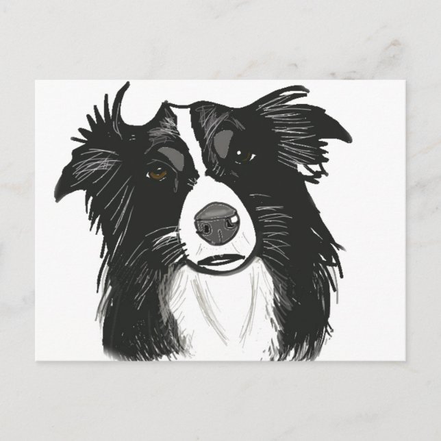 Vackra Black and White Gräns Collie Vykort (Framsida)